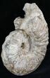 Large Ammonite (Romaniceras?) - Goulmima, Morocco #27364-2